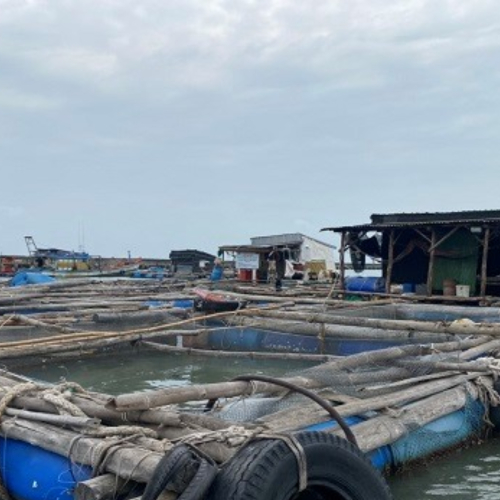 Cá Nuôi Lồng Bè Và Hàu, Vẹm Xanh Không Bị Chết Hàng Loạt, Cục Bộ Do Ô Nhiễm Nguồn Nước