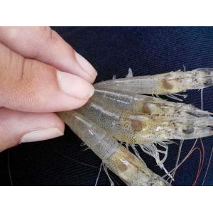 Hợp Tác Xã Dịch Vụ Nông Nghiệp Thanh Thanh