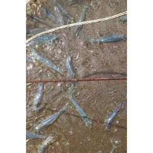 Hợp Tác Xã Dịch Vụ Nông Nghiệp Thanh Thanh