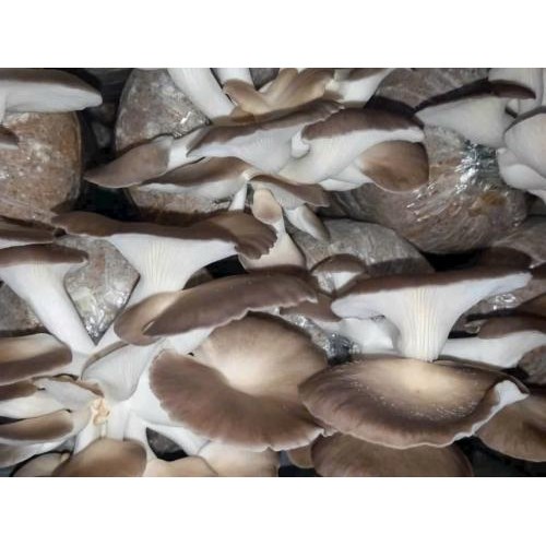 Trang Trại Nông Nghiệp Hiền Nương