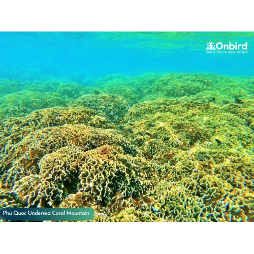 [Tour riêng đặc biệt] Dã ngoại – Ngắm san hô tự nhiên chuyên nghiệp dành cho người không xuống được nước